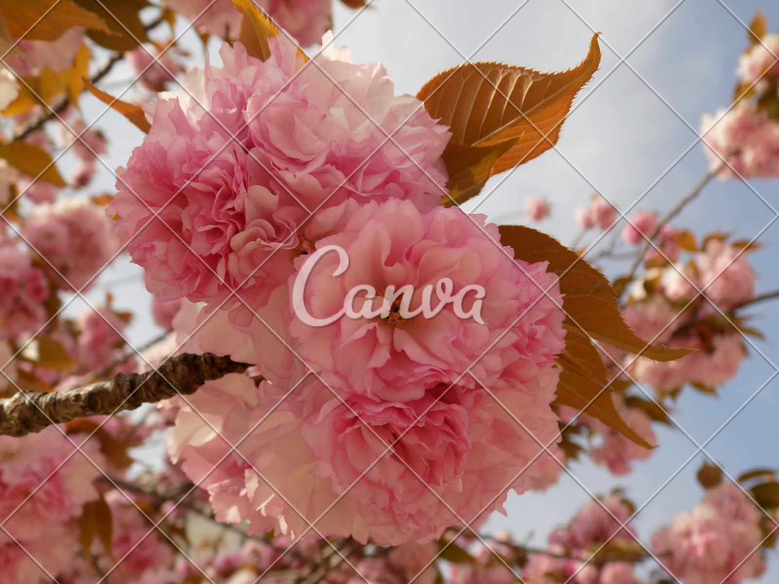 日本花瓣樱花天空植物户外风景饮料粉色花